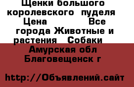 Щенки большого (королевского) пуделя › Цена ­ 25 000 - Все города Животные и растения » Собаки   . Амурская обл.,Благовещенск г.